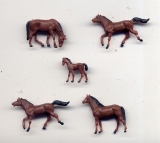 5 verschiedene Pferde